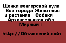 Щенки венгерской пули - Все города Животные и растения » Собаки   . Архангельская обл.,Мирный г.